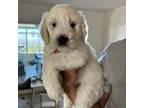 Goldendoodle Puppy for sale in Sylmar, CA, USA