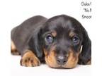 Dachshund Puppy for sale in Red Bud, IL, USA
