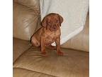 Vizsla Puppy for sale in Hardesty, OK, USA