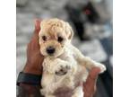 Maltipoo Puppy for sale in Ocala, FL, USA