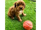 Cavapoo Puppy for sale in Lebanon, OR, USA