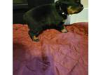 Rottweiler Puppy for sale in Ellenwood, GA, USA
