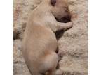 Shih Tzu Puppy for sale in Eunice, LA, USA