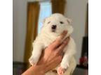 Samoyed Puppy for sale in The Woodlands, TX, USA