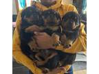 Rottweiler Puppy for sale in Racine, WI, USA
