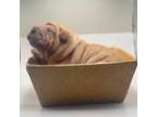 Chinese Shar-Pei Puppy for sale in Los Angeles, CA, USA