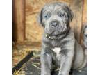 Cane Corso Puppy for sale in Damascus, OR, USA
