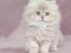Pure Breed British Longhair Kittens