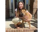 Experienced Pet Sitter in Gastonia, NC Reliable Care at $20/hr