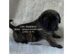 Great Dane Puppy for sale in Martinton, IL, USA