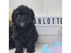 Poodle (Toy) Puppy for sale in College Station, TX, USA