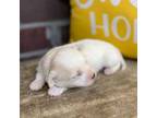 Coton de Tulear Puppy for sale in Jackson, TN, USA