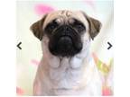 Pug Puppy for sale in Abilene, KS, USA