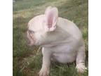 French Bulldog Puppy for sale in Mountain Home, ID, USA