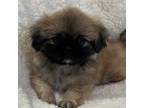 Pekingese Puppy for sale in Monroe, NC, USA