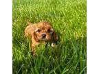 Cavapoo Puppy for sale in Redford, MI, USA
