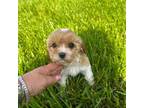 Cavapoo Puppy for sale in Redford, MI, USA