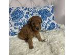 Goldendoodle Puppy for sale in New Lenox, IL, USA