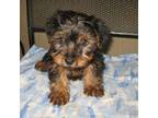 Yorkshire Terrier Puppy for sale in Sumrall, MS, USA