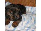 Yorkshire Terrier Puppy for sale in Sumrall, MS, USA