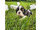 Cocker Spaniel Puppy for sale in Allensville, KY, USA