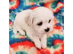 Zuchon Puppy for sale in Charlotte, NC, USA