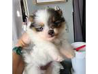 Pomeranian Puppy for sale in Ridgecrest, CA, USA