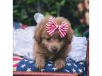 Poodle (Toy) Puppy for sale in Cisco, TX, USA
