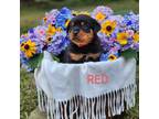 Rottweiler Puppy for sale in Blacksburg, SC, USA