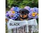 Rottweiler Puppy for sale in Blacksburg, SC, USA