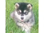 Alaskan Malamute Puppy for sale in Eldon, MO, USA