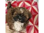 Shih Tzu Puppy for sale in Sarasota, FL, USA