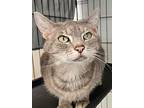 Basil, Domestic Shorthair For Adoption In Cumberland, Maine