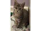 Bernice, Domestic Shorthair For Adoption In Douglasville, Georgia