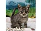 Maddie, Domestic Shorthair For Adoption In Douglasville, Georgia