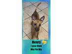 Henry –1 Year Male Min Pin Mix, Miniature Pinscher For Adoption In Mesa