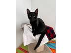 Panther, Domestic Shorthair For Adoption In Campbell River, British Columbia