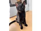 Raven, Domestic Shorthair For Adoption In Campbell River, British Columbia
