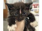 Bearclaw*/ Fl 21, Domestic Shorthair For Adoption In Pomona, California