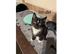 Strudel*/ Fl 21, Domestic Shorthair For Adoption In Pomona, California