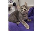 Amador, Domestic Shorthair For Adoption In Parlier, California