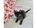Daphne, Domestic Shorthair For Adoption In Honolulu, Hawaii
