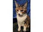 Lottie22, Domestic Shorthair For Adoption In Milwaukee, Wisconsin