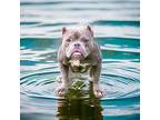 Muneca, American Pit Bull Terrier For Adoption In Sebastian, Florida