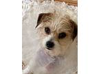 Snuggles, Terrier (unknown Type, Small) For Adoption In Studio City, California