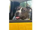 Koda, American Pit Bull Terrier For Adoption In Sebastian, Florida