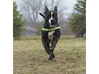 Haddock, American Pit Bull Terrier For Adoption In Ann Arbor, Michigan