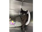 Gunther, Domestic Shorthair For Adoption In Paris, Kentucky