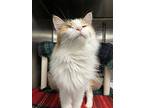 Bella, Domestic Longhair For Adoption In Richmond, Virginia