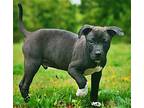 Puppy Ton O Fun Tucker, Labrador Retriever For Adoption In Franklin, Tennessee